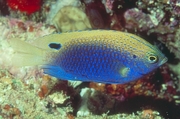Ocellate Damselfish Mousepad