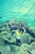 Orange-finned Anemone Fish Mousepad