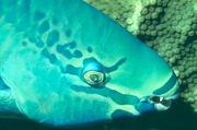 Queen Parrotfish Mousepad