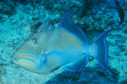 Queen Triggerfish Magnet