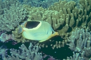 Saddleback Butterfly Fish Mousepad