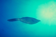 Scrawled Filefish Magnet