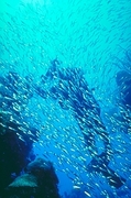 Silversides Mousepad