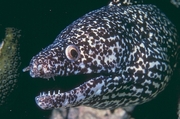 Spotted Moray Eel Magnet