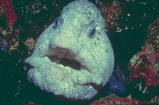 Wolf Eel Magnet