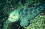Wolf Eel Magnet