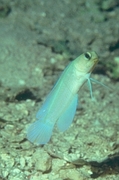Yellowhead Jawfish Mousepad