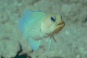 Yellowhead Jawfish Mousepad