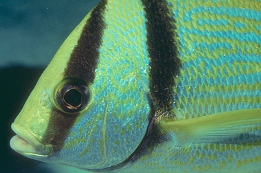 Porkfish