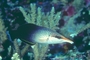 Bird Wrasse picture