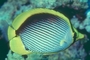 Blackback Butterfly Fish picture