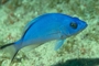Blue Hamlet picture