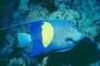 Blue Moon Angelfish picture
