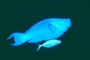 Blue Parrotfish and Bar Jack picture