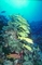 Blue-banded Sea Perch picture