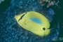 Blue-blotched Butterfly Fish picture