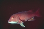 California Sheephead picture