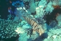 Devil Lion Fish picture