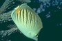 Dot-and-dash Butterfly Fish picture