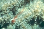 Fish picture