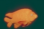 Garibaldi picture