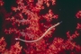Gilded Pipefish picture