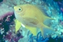 Golden Damsel picture