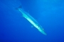 Great Barracuda picture