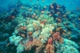 Jewelfish picture