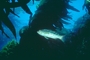 Kelp Bass picture