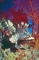 Lion Fish picture