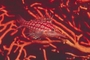 Longenose Hawkfish picture
