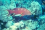 Lyretail Grouper picture