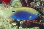Ocellate Damselfish picture
