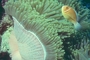 Pink Anemone Fish picture