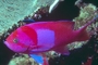 Purple-blotched Basslet picture