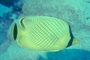 Raffle's Butterfly Fish picture