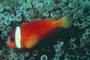 Red Anemone Fish picture
