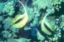 Red Sea Bannerfish picture