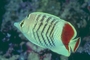 Red Sea Chevron Butterfly Fish picture