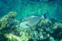 Red Sea Clown Surgeon picture