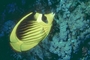 Red Sea Raccoon Butterfly Fish picture