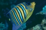 Regal Angelfish picture