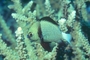 Reticulated Puller picture