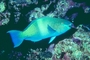 Rusty Parrotfish picture