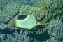 Saddleback Butterfly Fish picture