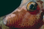 Sharpnose Puffer picture