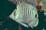 Spot-banded Butterfly Fish picture