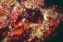 Spotted Scorpion Fish picture