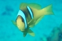 Two-banded Anemone Fish picture